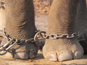 the-elephant-and-the-rope-picture-1