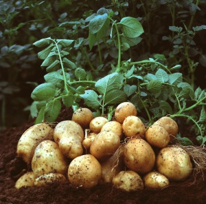 plaanting-potatoes